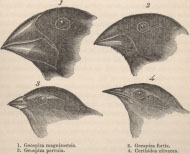 Portrait of Charles Darwin