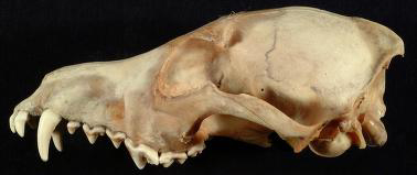 Image of Coyote Skull