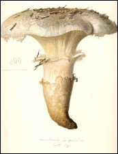 Image of Mushroom