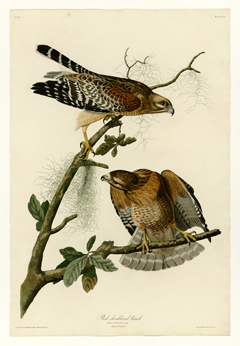 Copy of Illustration; Red-shouldered Hawk; Birds of America