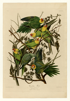 Copy of Illustration; Carolina Parrot; Birds of America
