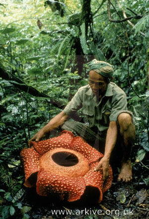 http://www.dlib.org/dlib/june02/shabajee/arkive_rafflesia.jpg