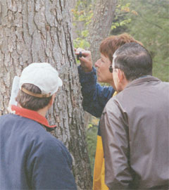 Photograph of science teachers examining a tree
