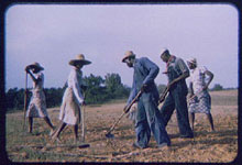 Photograph of laborers chopping cotton, Greene Co. GA