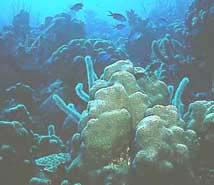 Image of reef.