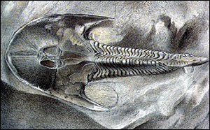 Image of Fish Skeleton