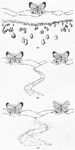 Image of butterfly evolution