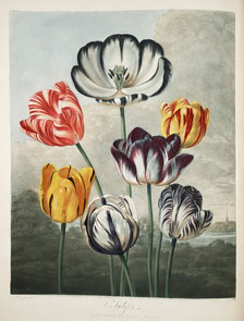 Scan of page, Tulips