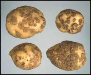 Photograph of potato scab
