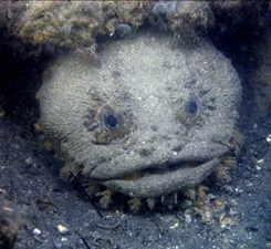 Photo of Oyster Toadfish