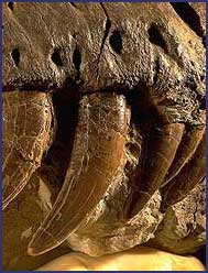 Close-up of some of Sue's teeth.