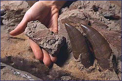 Photograph of the dinosaur fossil Sue at the Field Museum.