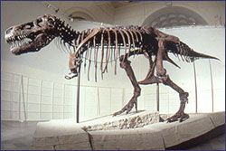 Photograph of the dinosaur fossil Sue at the Field Museum.