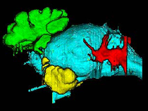 A three dimensional rendering of the major cavities seen in the skull of a Recent lowland tapir (<em>Tapirus terrestris</em>).