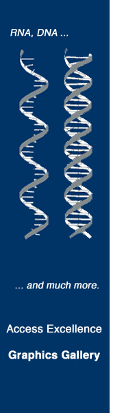 RNA-DNA Image