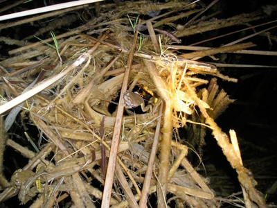 Photograph of Relict Leopard Frog at lake Mead National Recreation Area in Arizona.