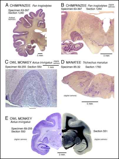 An image comparing brains from different animals