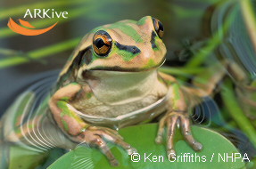 Photograph of Green and golden bell frog